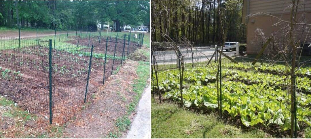 It’s Garden time at Willow Branch!